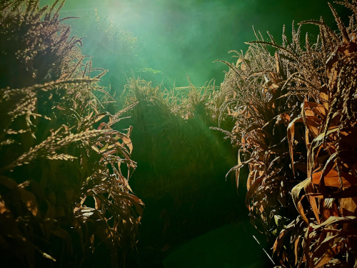 Foggy corn field.
